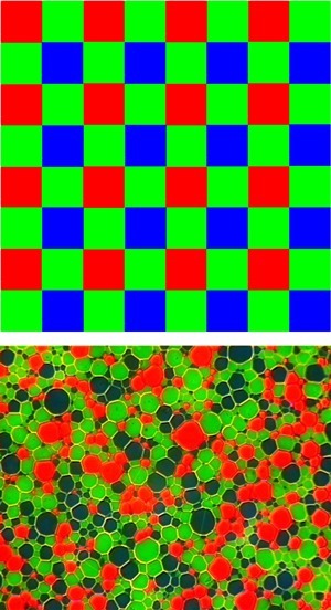 Comparación de la distribución de filtros entre un mosaico Bayer y una placa autocroma. Microfotografía por Dan McNeil*